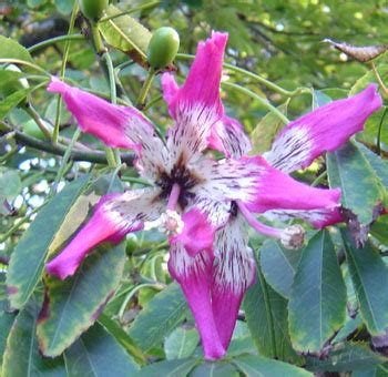 Floss Silk Tree - Chorisia speciosa - Seeds