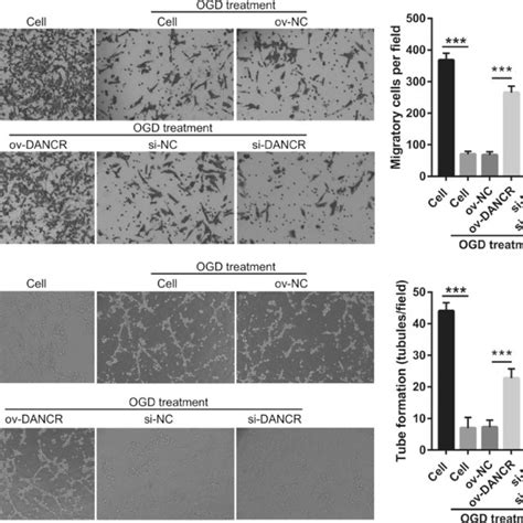 Dancr Overexpression Promotes Migration And Angiogenesis In Ogd Treated