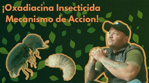 Como Es El Mecanismo De Accion De Los Insecticidas Oxadiacinas Y Su