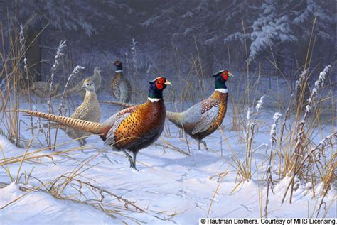 Wildlife Art Prints Plus Original Paintings With A Wide Selection From