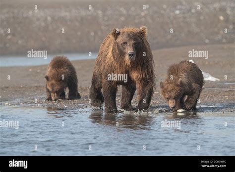 Brown Bears Hi Res Stock Photography And Images Alamy