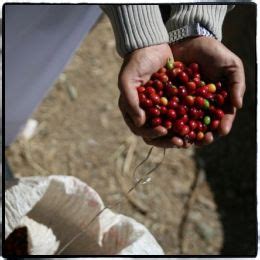 Coffee Library Home Roasting And Green Coffee Sweet Maria S Coffee