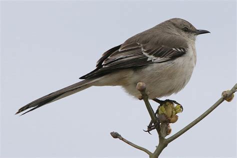 Mockingbird Port Jefferson New York Photograph by Bob Savage | Fine Art ... 
