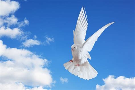 White Dove Release Colorado • Home White Doves Dove Release Doves