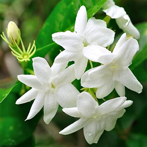 Hardy Jasmine Jasminum Officinale Jasmine Plant Plant Roots