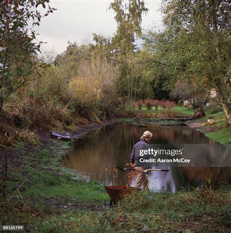 pond stock  high res pictures  images getty images