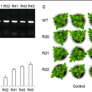 DEGs Involved In The Ca 2 Signaling Pathway And ABA Signaling Pathway