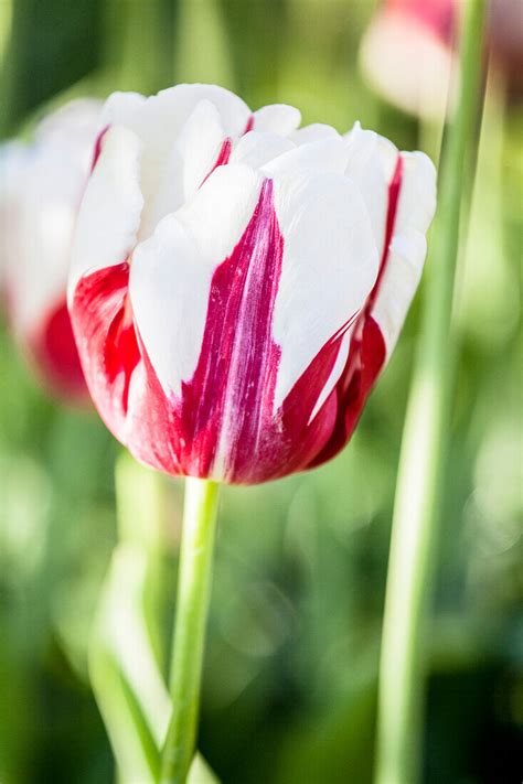 Tulipa ‘world Expression Bild Kaufen 14001409 Gartenbildagentur