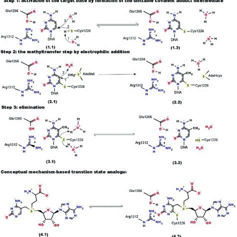 Catalytic Mechanism Of DNA Methyltransferase Dnmt1 The Catalytic