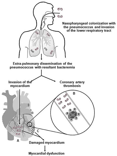 Frontiers Platelets And Their Role In The Pathogenesis Of