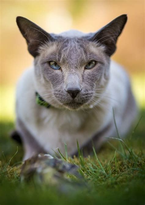 Lilac Point Siamese: A legendary Asian cat from Thailand - Feline Paws