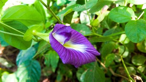 Aparajita Plant Flower – How to Care for it? | Yourgardenbuddy