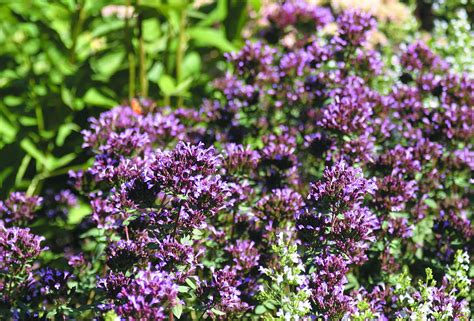 Kungsmynta - Oregano Origanum vulgare ‘Herrenhausen’ | Sveriges ...