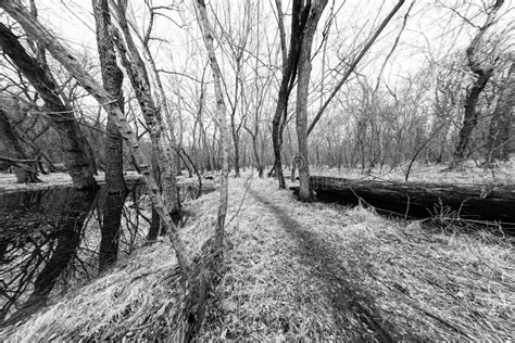 High Contrast Forest Path In Black And White Stock Image Image Of