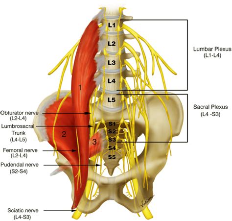 Plexo Lombar E Sacral Braincp