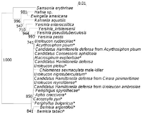 16s Rdna Phylogenetic Tree Indicating The Position Of The C Download Scientific Diagram