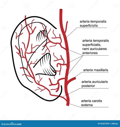 Blood Supply To The Ear Of Man. Stock Vector - Image: 45207390