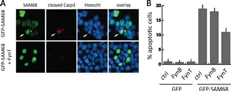 Differential Regulation Of Sam68 Dependent Bcl X MRNA Splicing By FynB