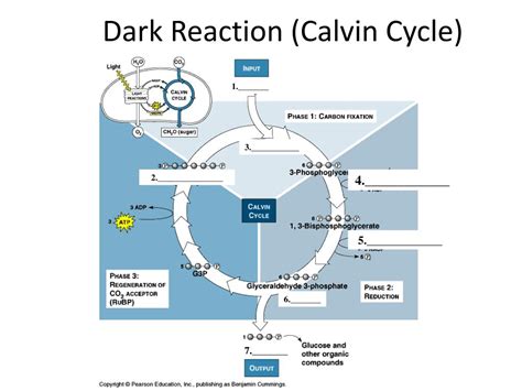 Dark Reactions Of Photosynthesis