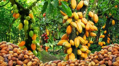 AMAZING COCOA FRUIT HARVESTING - COCOA BEAN PRODUCTION | HOW TO MAKE ...