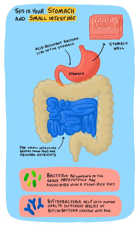 What is the gut?