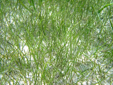 Seagrasses – Naturally Resilient Communities