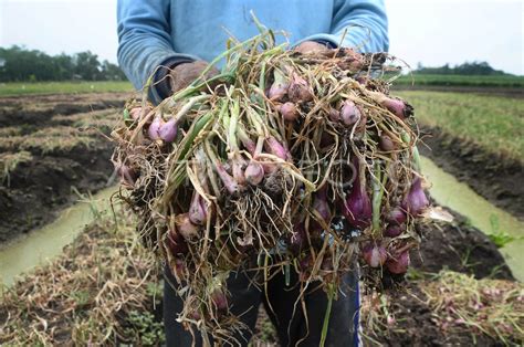 Bawang Merah Terserang Hama Antara Foto