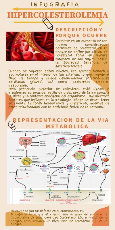 Infografia Hipercolesterolemia