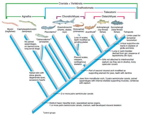 Evolution & Taxonomy Review Jeopardy Template