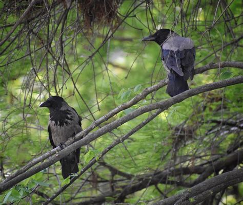 Ml Hooded Crow Macaulay Library