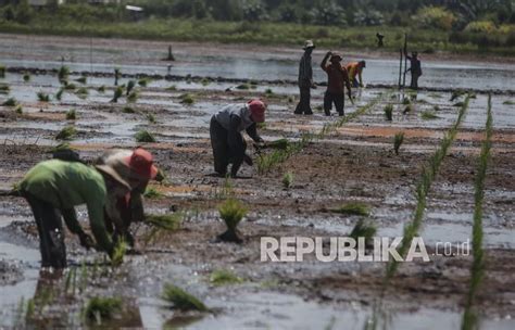 Wagub Kalteng Optimalisasi Pertanian Bagian Dari Pengendalian Inflasi