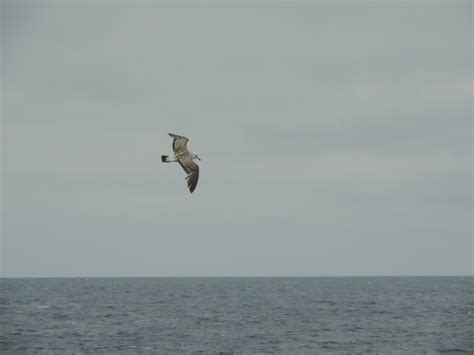 Petrals Albatross Skua And Gulls Antarctica