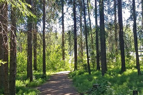 Skolbanken Min Friska Skog