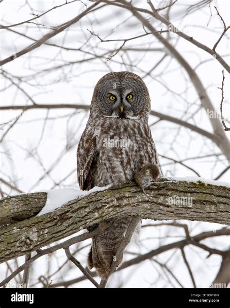 Great Gray Owl Strix Nebulosa Holding Vole In His Talons While