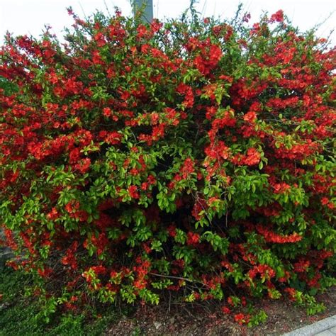 Quince Texas Scarlet Knippel Garden Centre