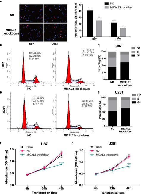 Mical Promotes Proliferation And Migration Of Glioblastoma Cells