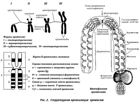 Understanding Different Types of Chromosomes: Illustrated Guide