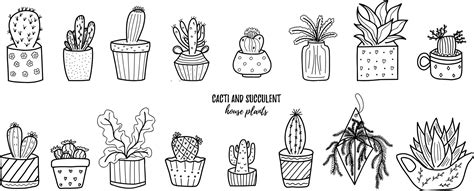 Vector Doodle Cactus And Succulent Collection Of Illustration Black