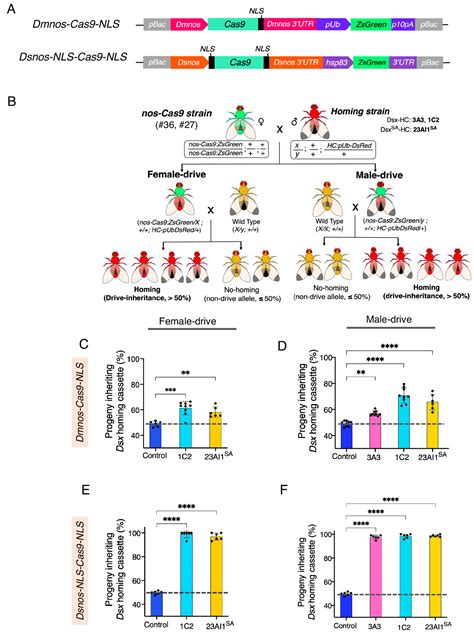 Crisprcas9 Based Split Homing Gene Drive Targeting Doublesex For Population Suppression Of The