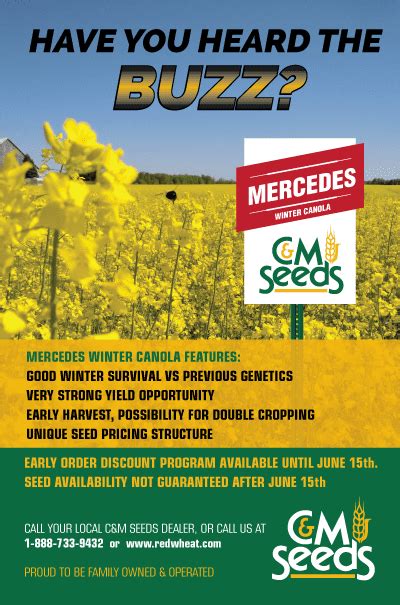 Mercedes Conventional Winter Canola In Ontario C M Seeds