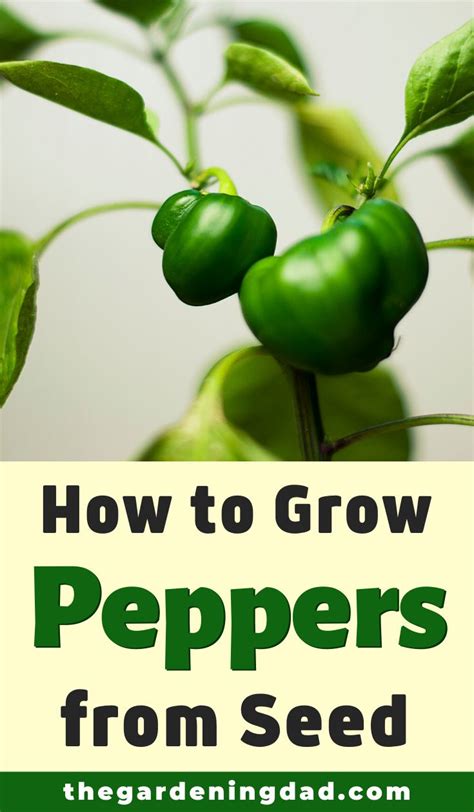 Easy Steps How To Grow Peppers From Seeds The Gardening Dad