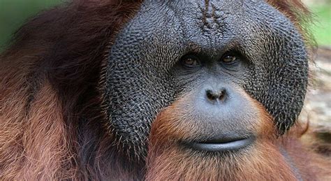 After Years Of Research New Great Ape Species Identified In Indonesia