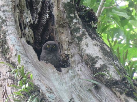 Ninox De Las Salom N Occidentales Granti Ebird