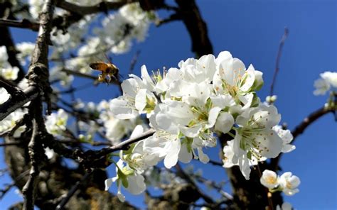 Flowering Of The Plum Tree Beeopic Beekeeping