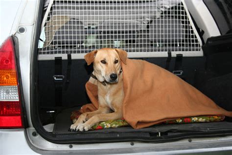 Zitterpartie Hunde Im Kalten Auto Hund Info