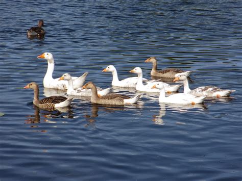 Cannundrums: Hybrid Greylag or Domestic Goose