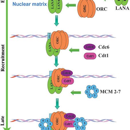 Schematic Representation Of Kshv Latent Dna Replication Initiation