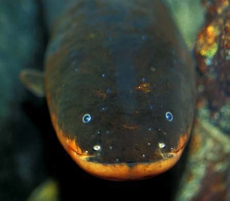 Electrophorus electricus (Electric Eel) — Seriously Fish