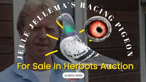 Great Racing Pigeon Bloodline Of Jelle Jellema For Sale In Herbots