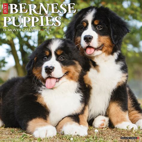 Berner Sennen Puppies Kalender Kopen Bestel Eenvoudig Online